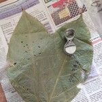 Casearia singularis Leaf