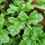 Senecio doria Leaf