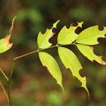 Afzelia bipindensis Folha