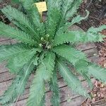 Asplenium antiquum Leaf