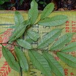 Soyauxia talbotii Hoja