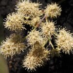 Combretum collinum Flower