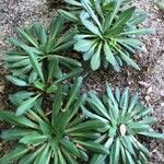 Carthamus rhaponticoides Hoja