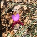 Lathyrus clymenum Blüte