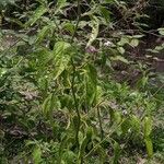 Capsicum pubescens Hoja