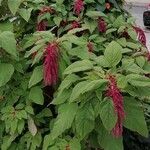 Amaranthus caudatusBlomma