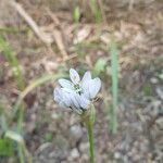 Allium subhirsutum Fleur