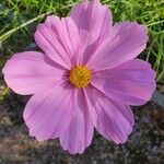 Cosmos bipinnatus 花