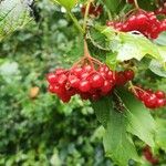 Viburnum trilobum Fruit