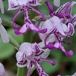 Orchis × beyrichii