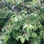 Prunus cerasus Habit