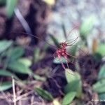 Bulbophyllum gracillimum عادت داشتن