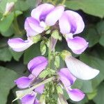 Neustanthus phaseoloides फूल