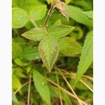 Desmodium intortum Blatt