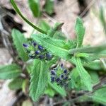 Veronica orsiniana Blatt