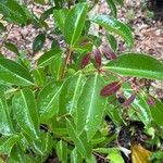 Syzygium acuminatissimum Folha