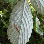 Sorbus aria Leht