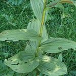 Veratrum album Leaf