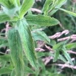 Epilobium hirsutumBlatt