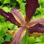 Iris spuria Flor