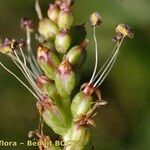 Plantago cornuti