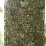 Licania densiflora Bark