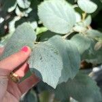 Fothergilla gardenii Folla