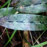 Eulophia maculata Blad