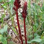 Orobanche foetida Alkat (teljes növény)