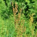 Rumex acetosellaফুল