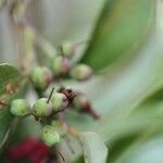 Agarista salicifolia Fruit