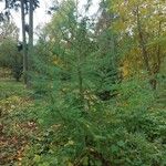 Larix laricina Bark