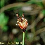 Juncus triglumis Fruct