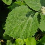 Rubus pruinosus Leaf