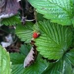 Fragaria vesca Frukt