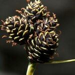 Carex parviflora Fruit