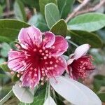 Feijoa sellowianaFlor