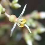 Miconia ligulata Flor