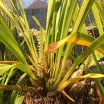 Cymbidium tracyanum List