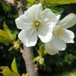 Prunus x gondouinii
