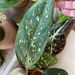 Aglaonema costatum Blatt