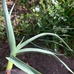 Allium polyanthum Hoja