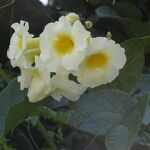 Lundia densiflora Цвят