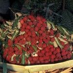 Litchi chinensis Fruit