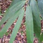 Phyllostachys sulphurea Folha