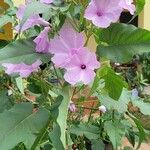 Ipomoea carneaBloem