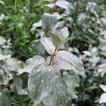 Elaeagnus commutata Φύλλο