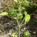 Abutilon theophrasti Vekstform