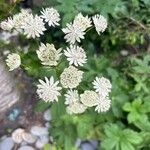 Astrantia minorFlors
