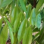 Brownea grandiceps Leaf